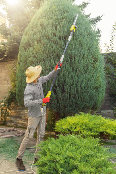 Best Tree Care Services  in Elmore, OH